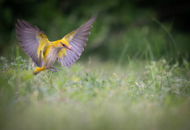 Golden oriole lands in the spring field with its wings spread open.