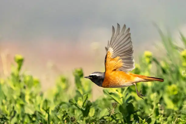 Common Redstart flying above the ground