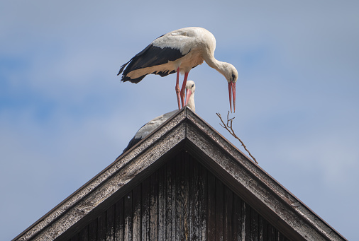 White storks gathering nesting material.