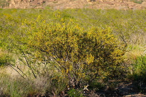 Creosote bush, Lihue Calel National Park, La Pampa, Argentina