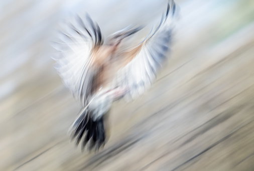 A long exposure image capturing the motion of a jay.