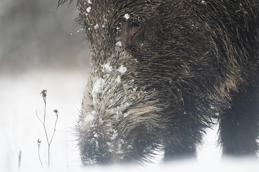 Close-up shot of a wild boar's face during winter snowfall.