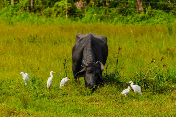 istock large black Sri Lankan cow grazes in meadow 1819035428