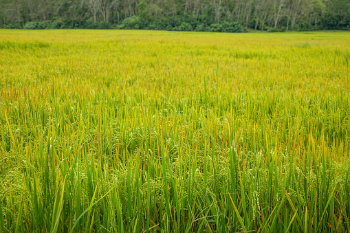 large area of rice seedlings growing fields in Sri Lanka close up