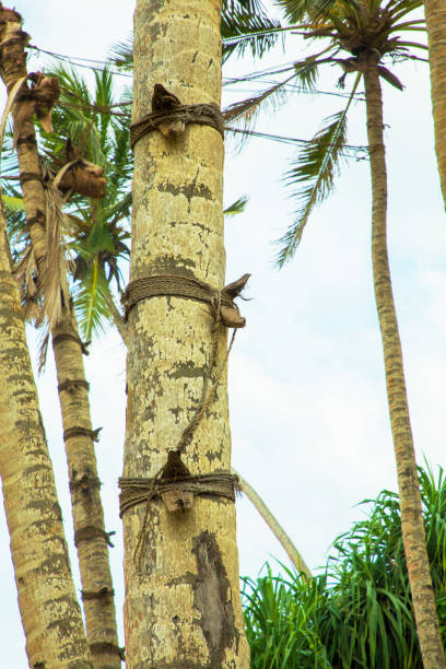 istock coconut tree trunk with steps tied to it to climb up 1819037599
