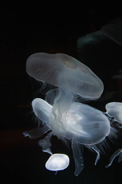 School of Jellyfish Swimming stock photo