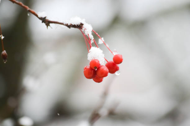 Red winter berries covered in a light dusting of snow