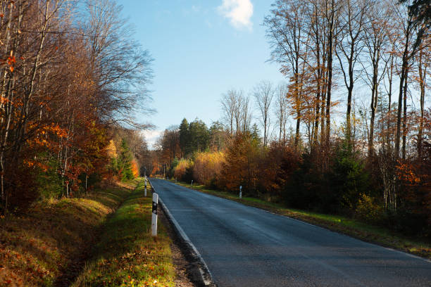Road throug forest in autumn, colorful foliage on the tree, path through deciduous trees, landscape