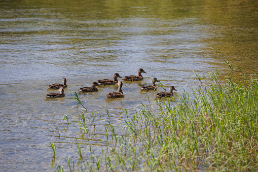 Wild ducks are swimming on lake