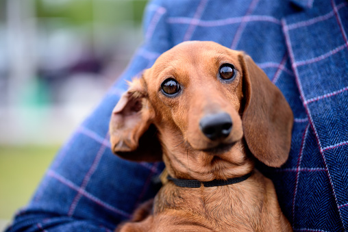 Portrait of cute red smooth dachshund dog. Dog looking in camera.
