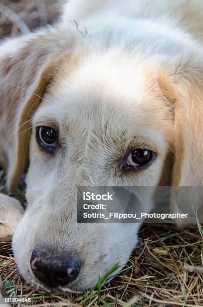 Się Na Mnie - zdjęcia stockowe i więcej obrazów Aparat fotograficzny - Aparat fotograficzny, Biały, Brązowy