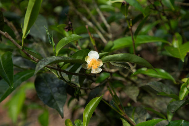 high mountain tea plantation in Sri Lanka. mature green leaves on bushes, ready for harvesting close up. These types of tea especially valued and taste great. small white flower on tea bush