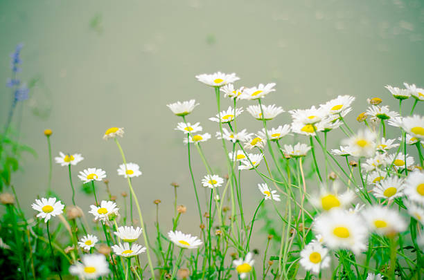 istock Summer wildflowers - Stock Image 181905049