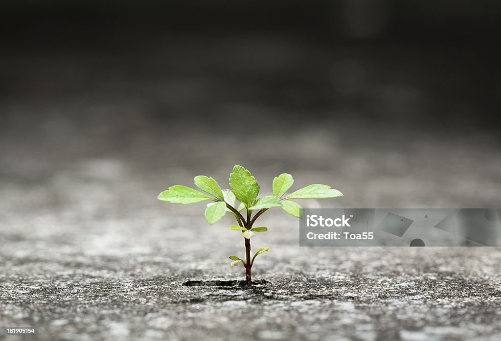 Small green plant growing from crack in concrete New plant germinate from the crack concrete of survival Plant Stock Photo