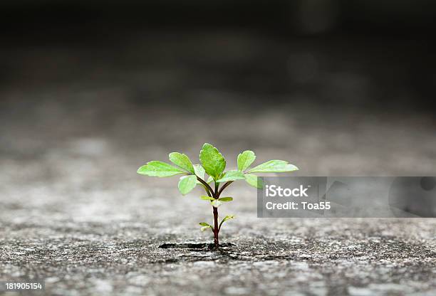 Small Green Plant Growing From Crack In Concrete Stock Photo - Download Image Now - Plant, Concrete, Conquering Adversity