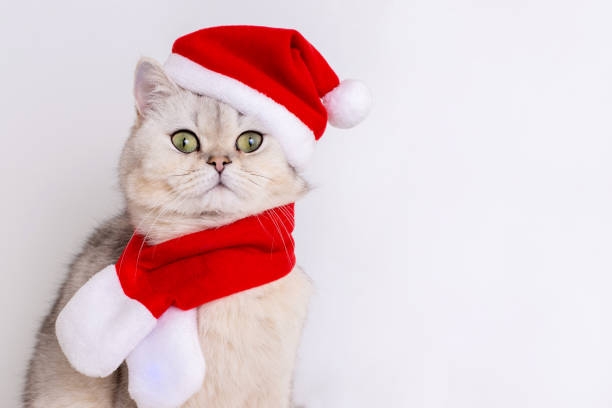 istock Adorable white cat, sitting in a red Santa hat 1819052956