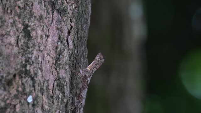 Looking up and then tilts its head suddenly while facing up camouflage on the bark of the tree, Spotted Flying Dragon Draco maculatus, Thailand