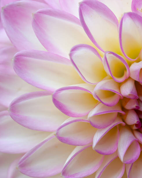 istock Abstract pink/yellow Dahlia flower head macro close-up 1819054593
