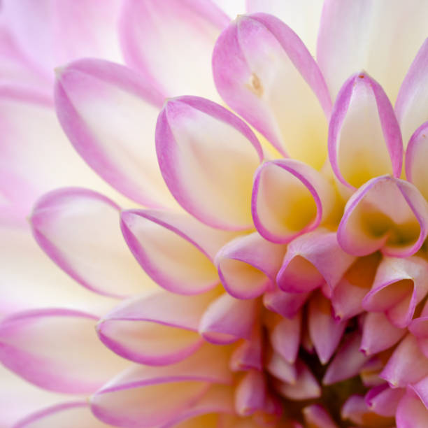 istock Abstract pink/yellow Dahlia flower head macro close-up 1819054595