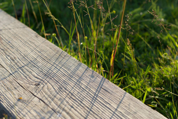 wooden background with green grass and sunset light