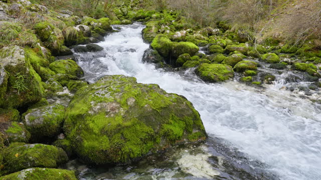 SLO MO Scenic View of Mountain River Flowing Along Moss Covered Rocks in Forest