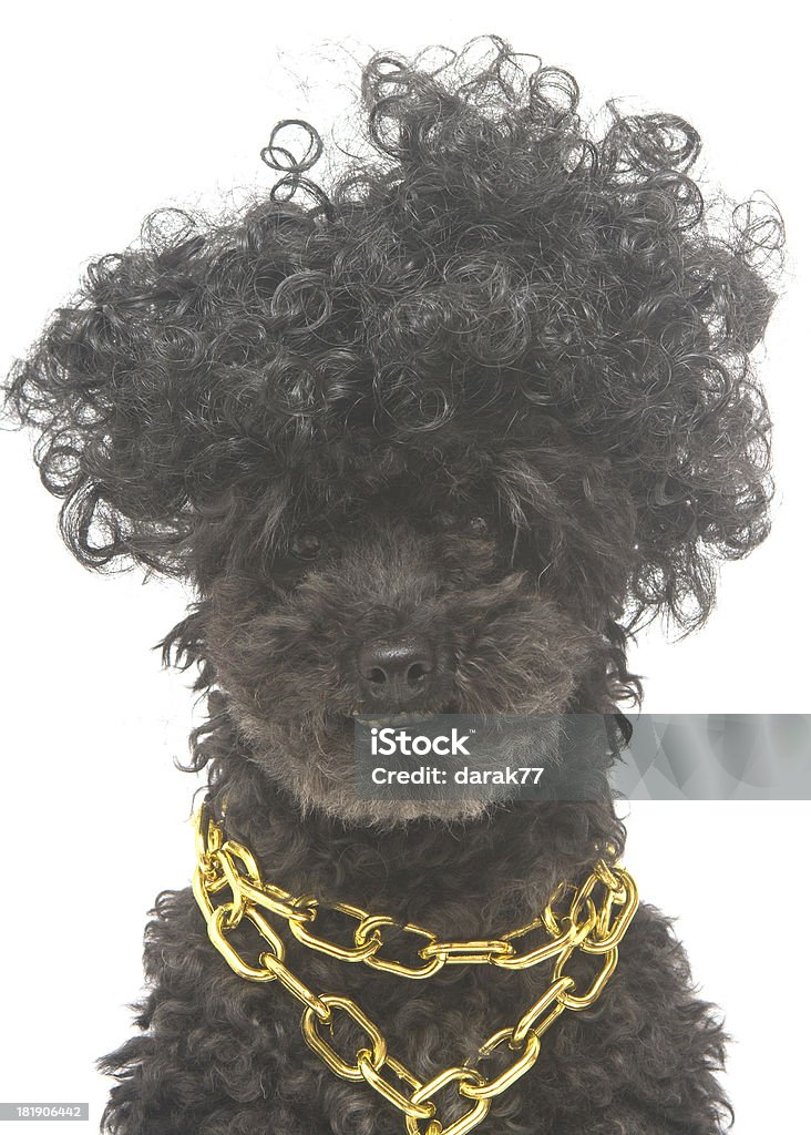 Shaggy Barbone con catena oro - Foto stock royalty-free di Abbigliamento per animali domestici