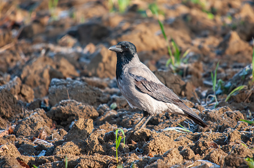 A Hooded Crow (Corvus cornix) standing in a field.