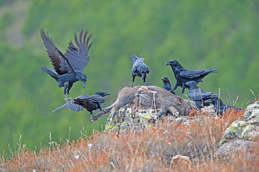 Northern Raven (Corvus corax) feeding on wild boar carrion.
