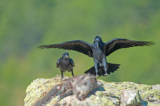 istock Northern Raven (Corvus corax) feeding on wild boar carrion. 1819067804