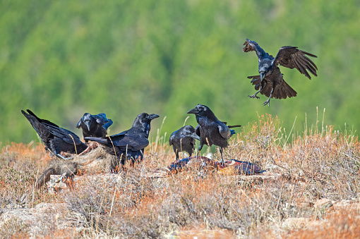 Northern Raven (Corvus corax) feeding on wild boar carrion.