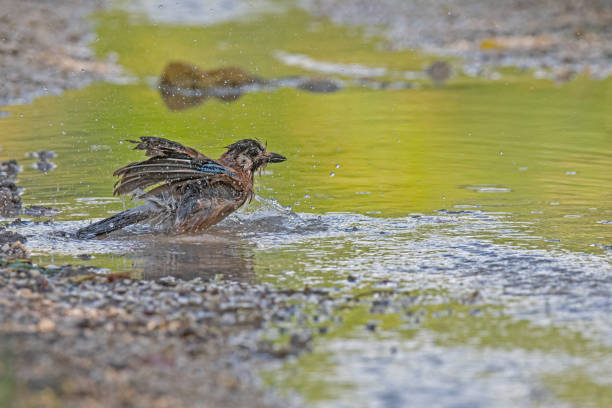 istock Eurasian Jay (Garrulus glandarius) bathing in water. 1819069397