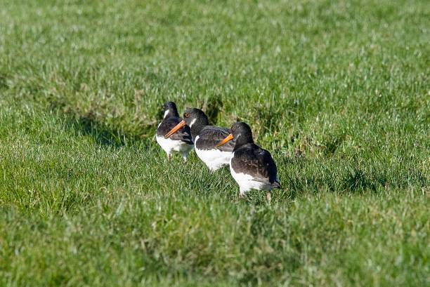 American Oyster Catcher Feeding Chick  
