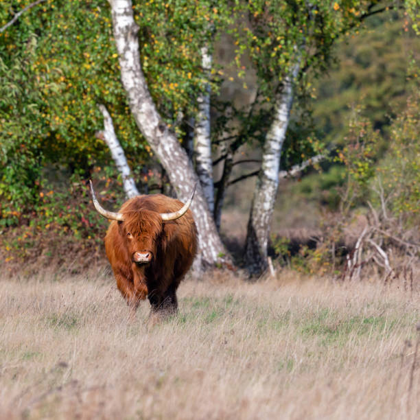 Daytime front view close-up of a single brown horned Highland cattle cow in a Dutch nature reserve area (\