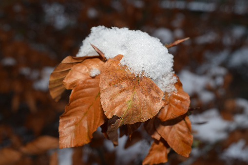 Autumn leaves with snow