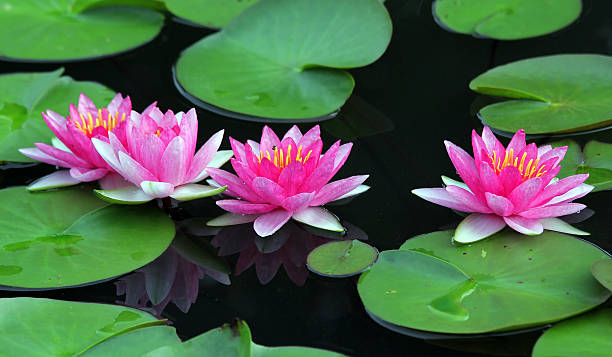 istock Beautiful lotus flower 181907356