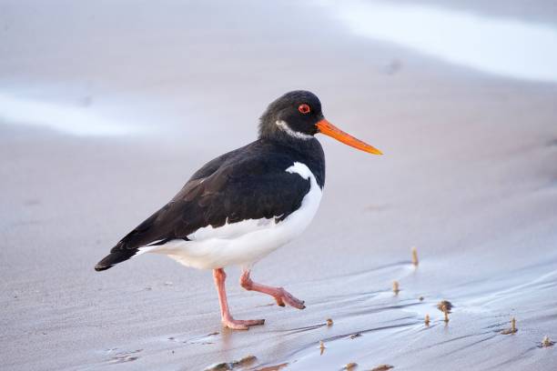 Oyster catcher wader birds