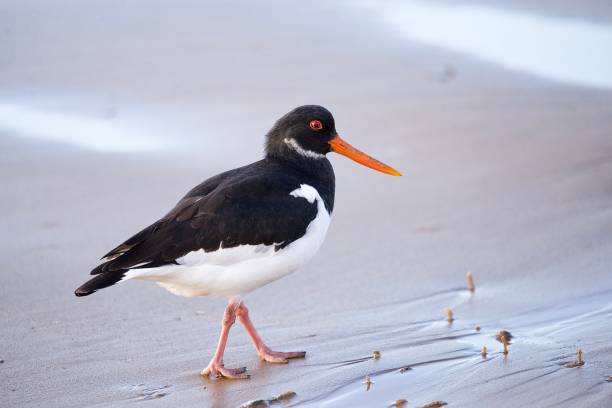 istock Oyster catcher wader birds 1819074377