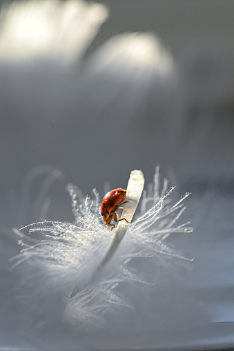Macro shot of a ladybug strolling on a feather