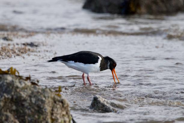 istock Oyster catcher wader birds 1819075444