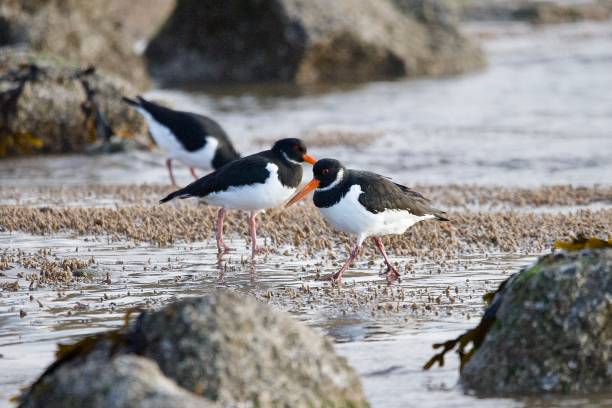istock Oyster catcher wader birds 1819078216