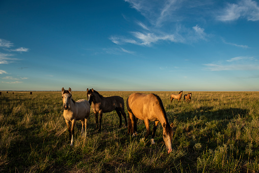 Horses standing on grassy landscape during sunny day, Montana, USA