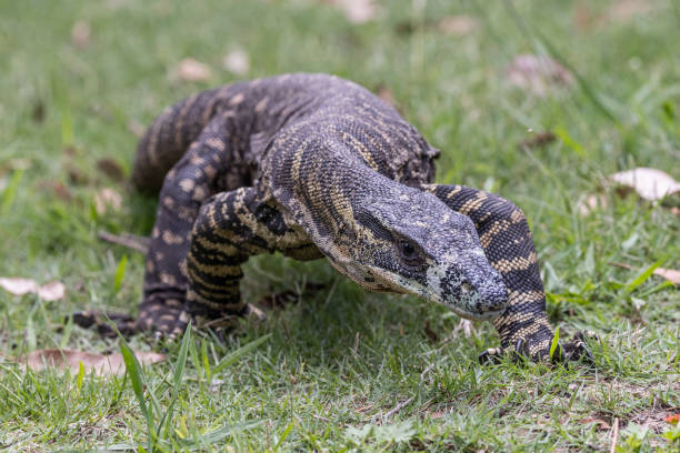 istock Australian Lace Monitor 1819086154