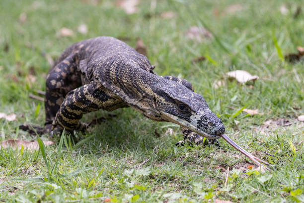 istock Australian Lace Monitor 1819086159