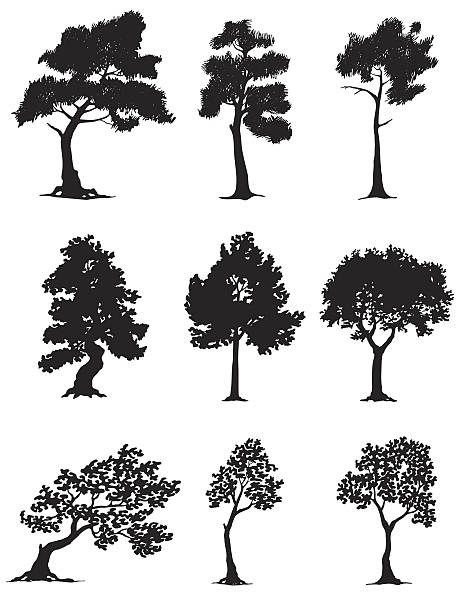 Hand drawn tree silhouettes Vector evergreen and deciduous trees derived from hand drawn skethes. bushy stock illustrations