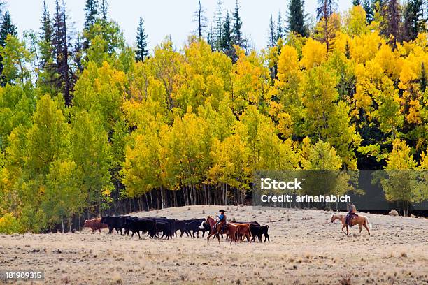 Arreo De Ganado Foto de stock y más banco de imágenes de Agricultura - Agricultura, Aire libre, Animal