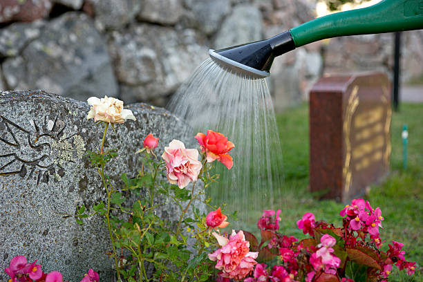 watering of pink roses and other flowers by gravestone