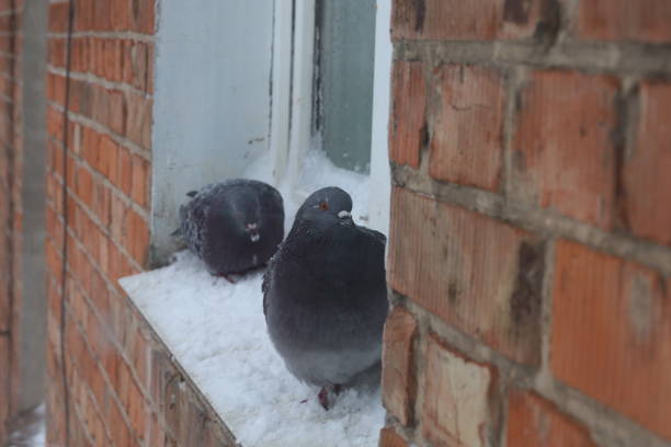 istock Pigeons on the window on a cold winter day, pigeons digging in the snow 1819097708