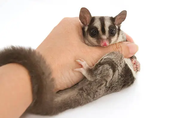 Photo of young sugarglider in hand