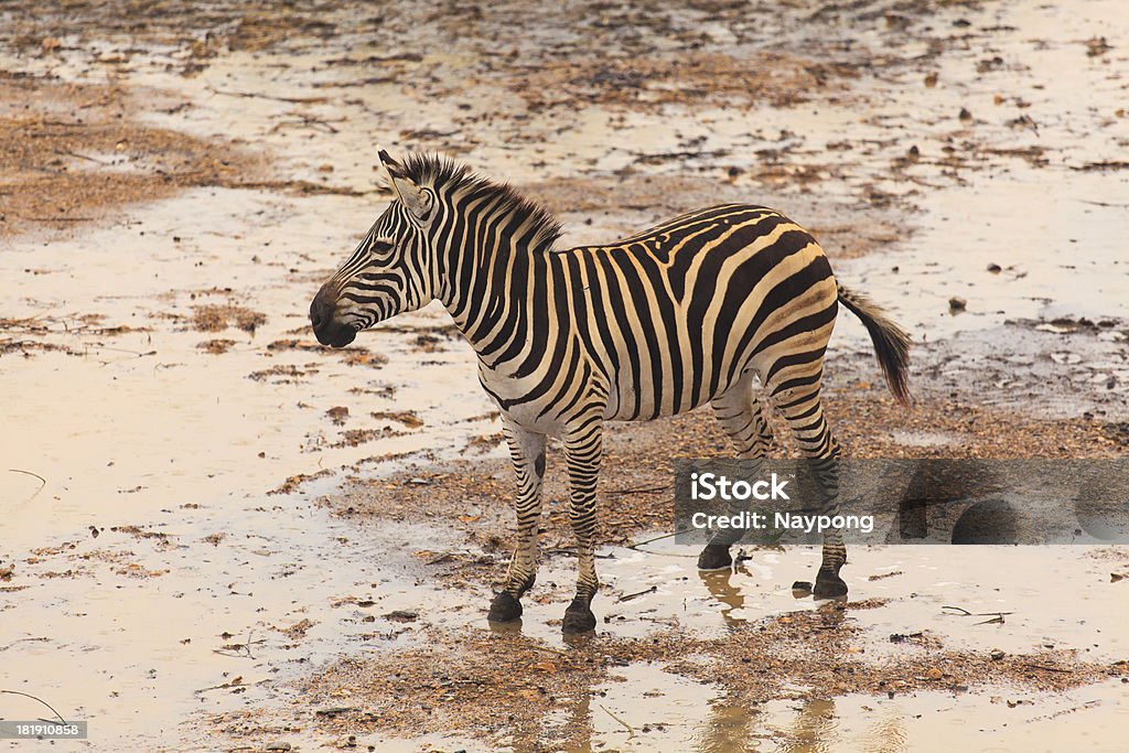 zebra - Foto stock royalty-free di Africa