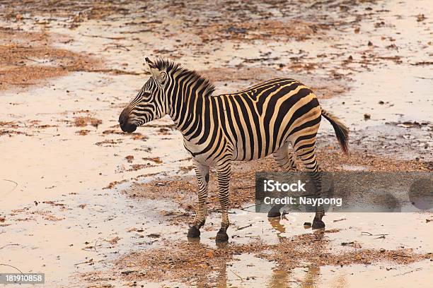 Foto de Zebra e mais fotos de stock de Animal - Animal, Animal selvagem, Articulação de animal